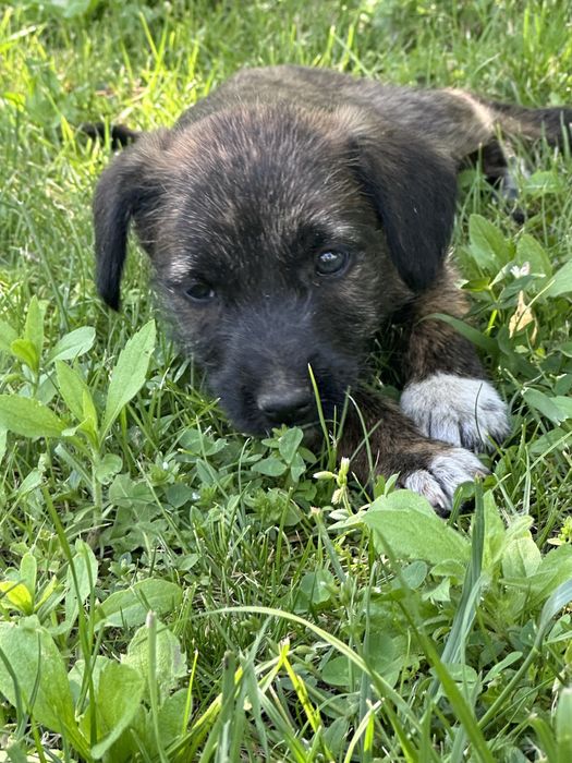 Цуцик 3 місяці