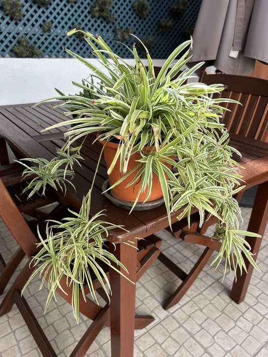 Vendo planta aranha.