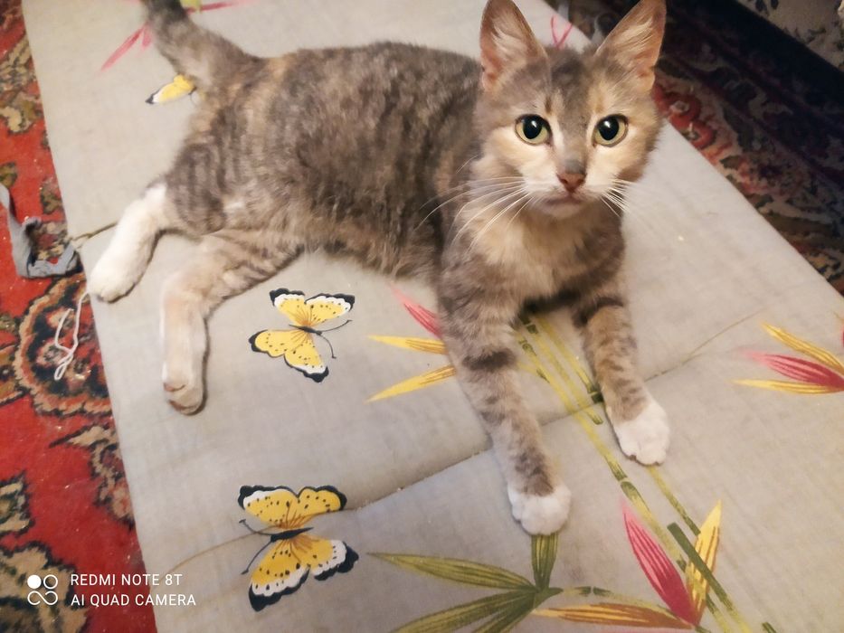 Кошечка в ответственные любящие руки