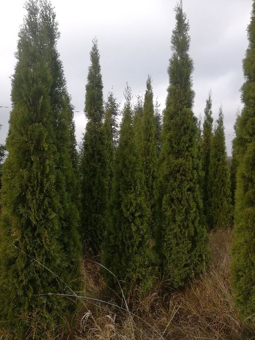 Tuja szmaragd 200cm