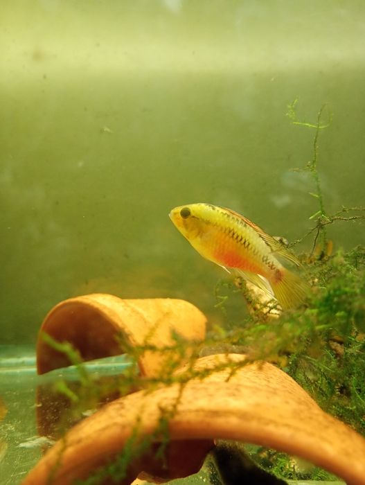 Apistogramma hongsloi samiec