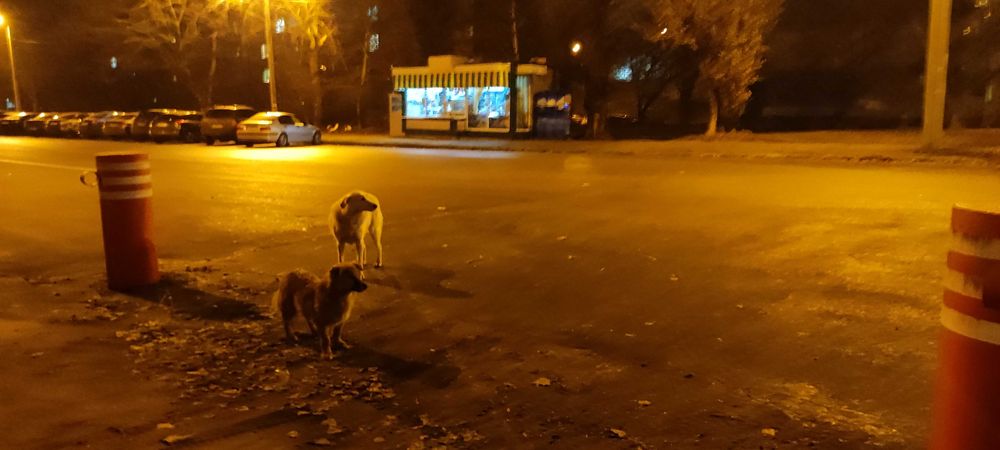 Помогите найти собачку Салтовка
