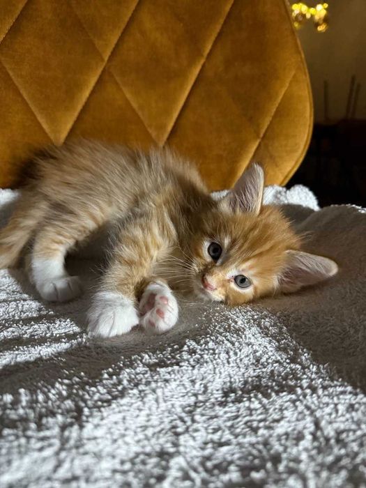 Кошенята Мейн-кун