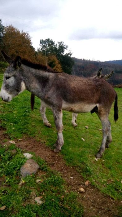2 animais: Burro cerca de 2anos e mãe cerca de 12 anos prenha registados e desparasitados