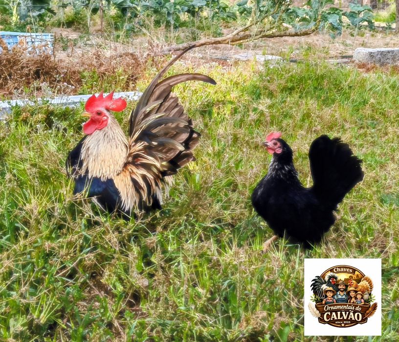 Seramas Galo e Galinha casal