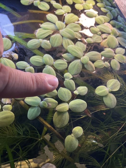 Plantas, troncos, peixes e camarões