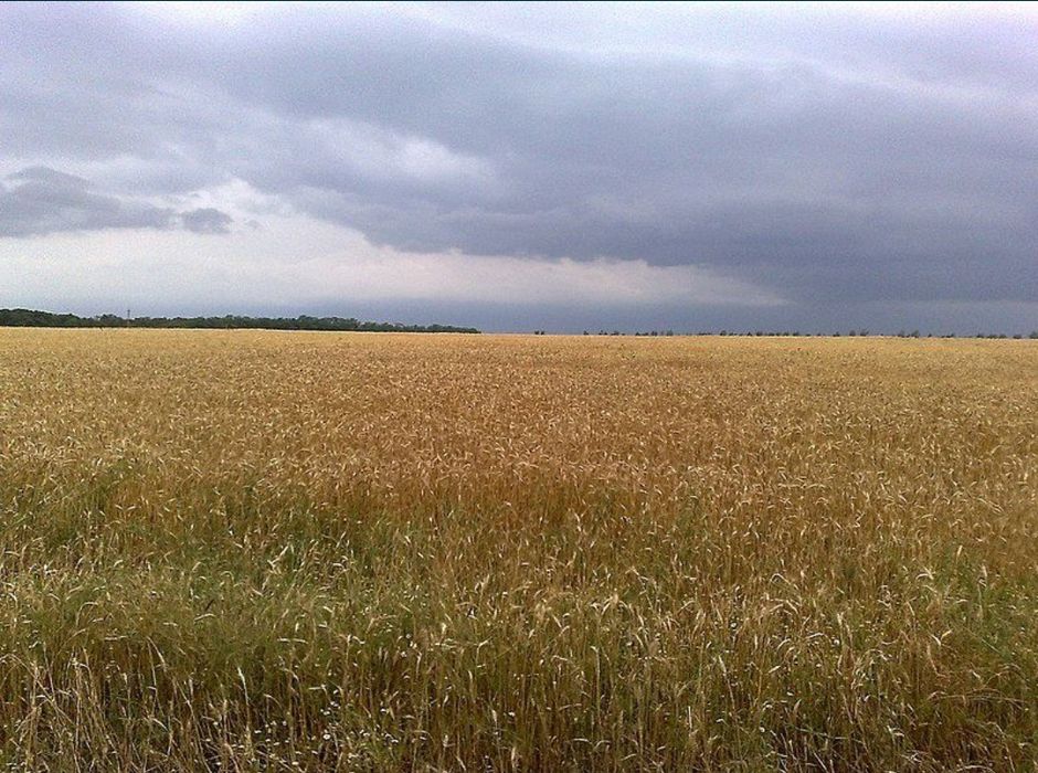 Продам 2га сільськогосподарського призначення.