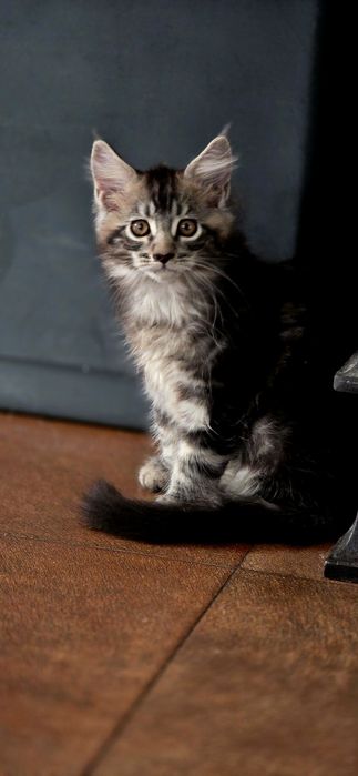 Maine Coon Nad Stawami