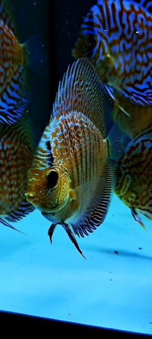 Дискус Discus  Дискуси