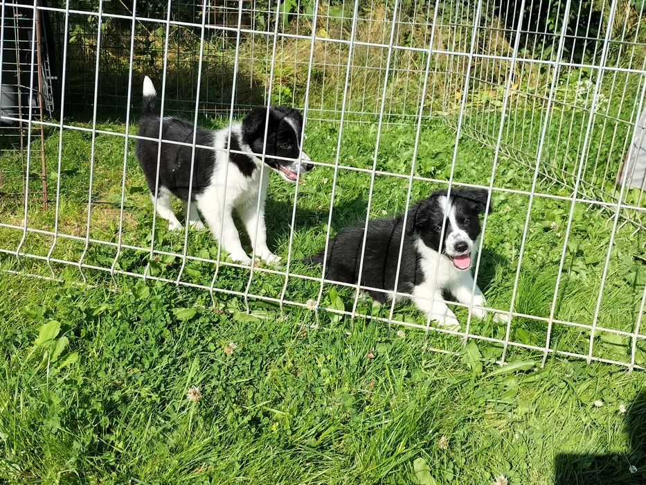 Border Collie suczka