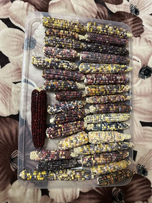 Кольорова кукурудза