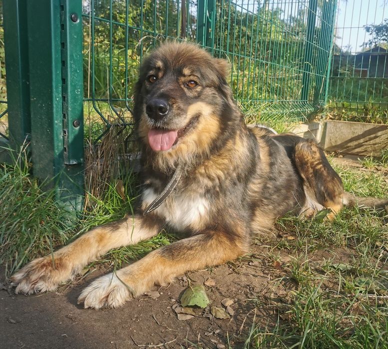Luna-czeka na dom..