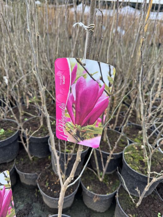 Magnolia w doniczce 3l