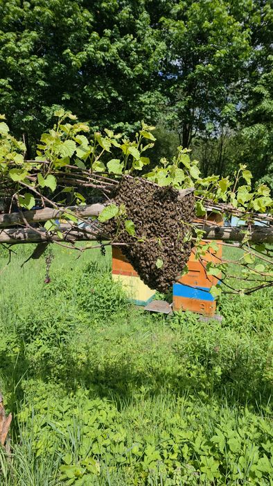 Sprzedam pszczoły na ramce wielkopolskiej