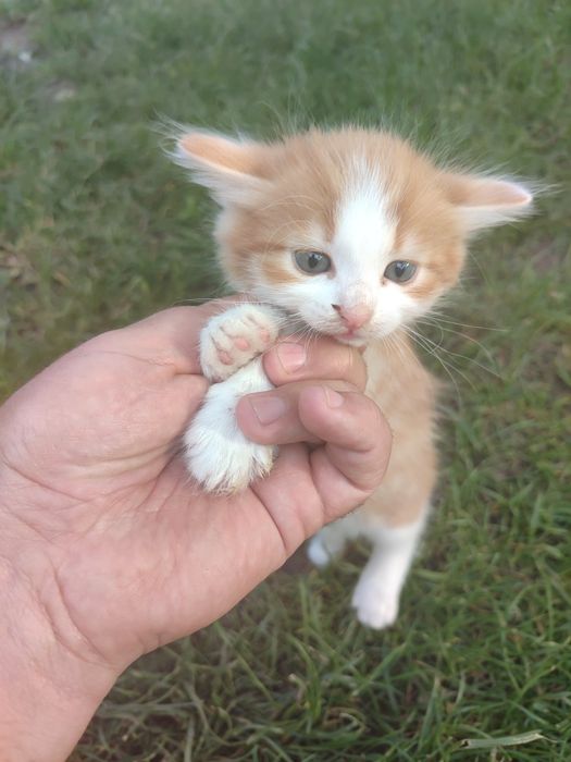 Кошенята  на прилаштування