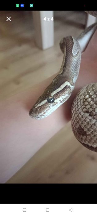 Python Samiec 6 letni