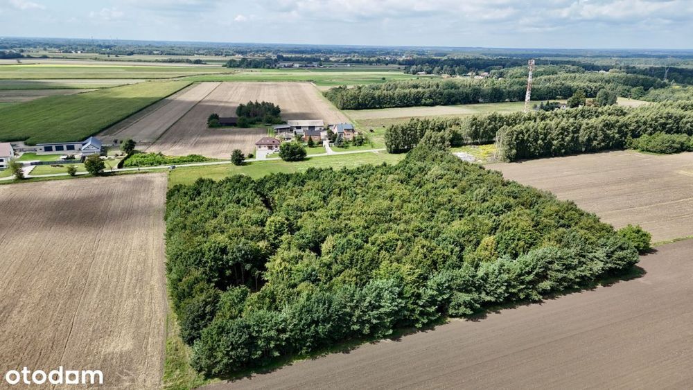 Puszcza Kampinoska! Kompleks 8 działek z WZ - Więcej