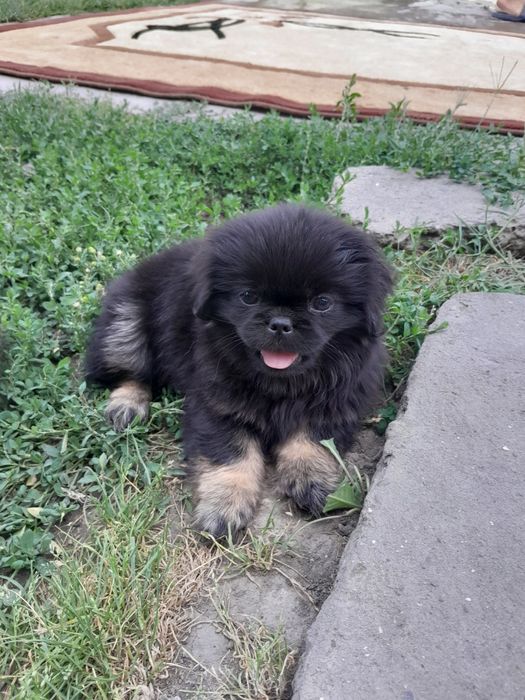 Продаю пекинесів дві дівчинки