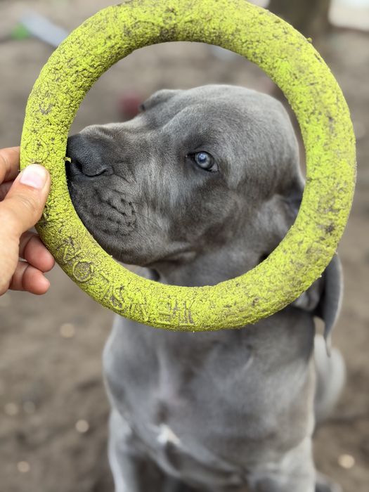 Dogue alemao Azul