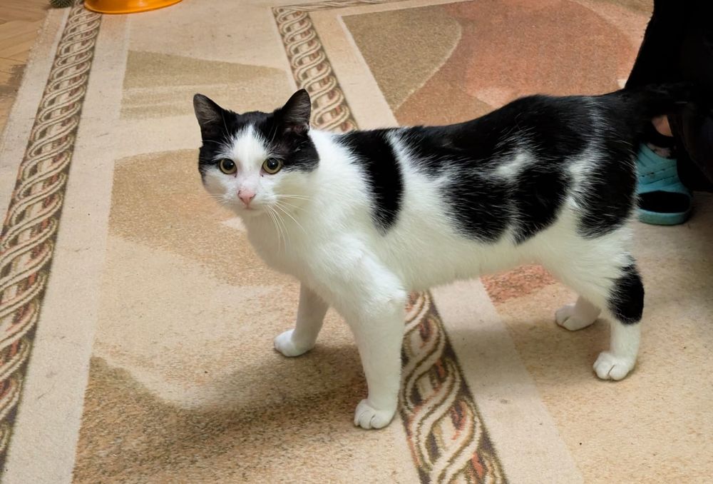 Oskar 2 lata, przyjazny,adopcja.