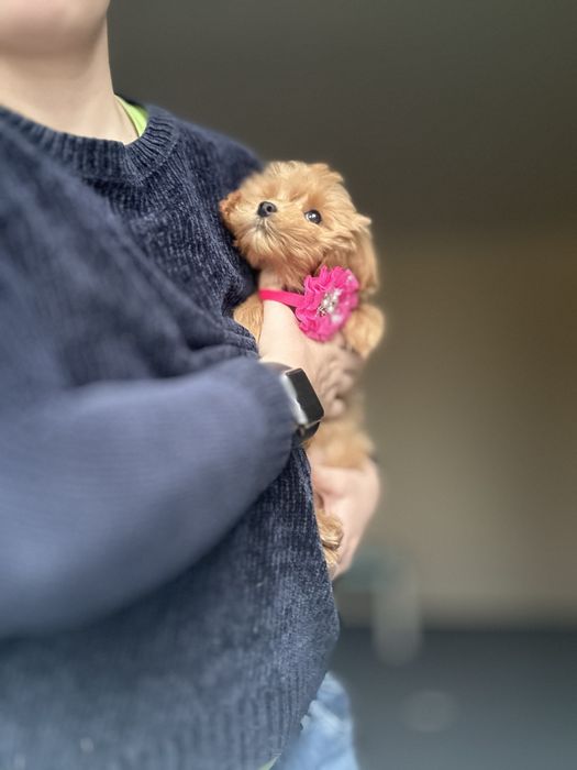 Самі гарні карамельні цуценята мальтипу. З чіпом і паспортом малючки