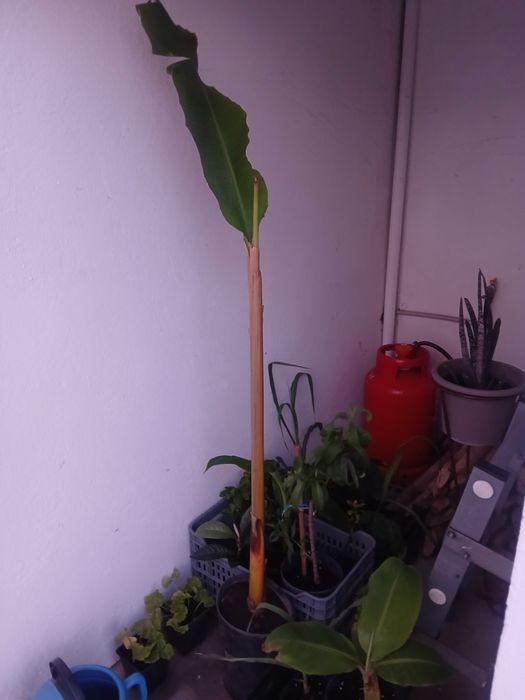 Bananeira da Madeira, costuma dar bananas uma duas vezes por ano.