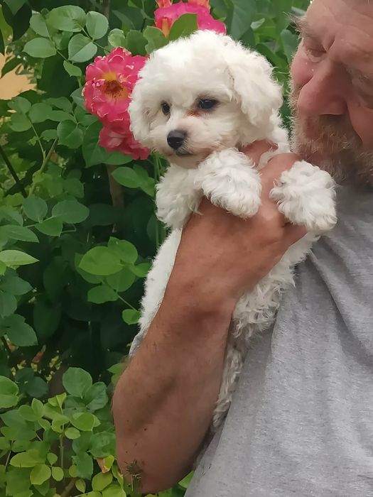 Bichon frise chłopiec