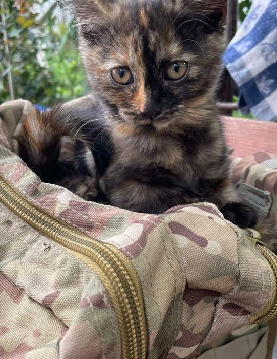 Віддам котенят у добрі руки