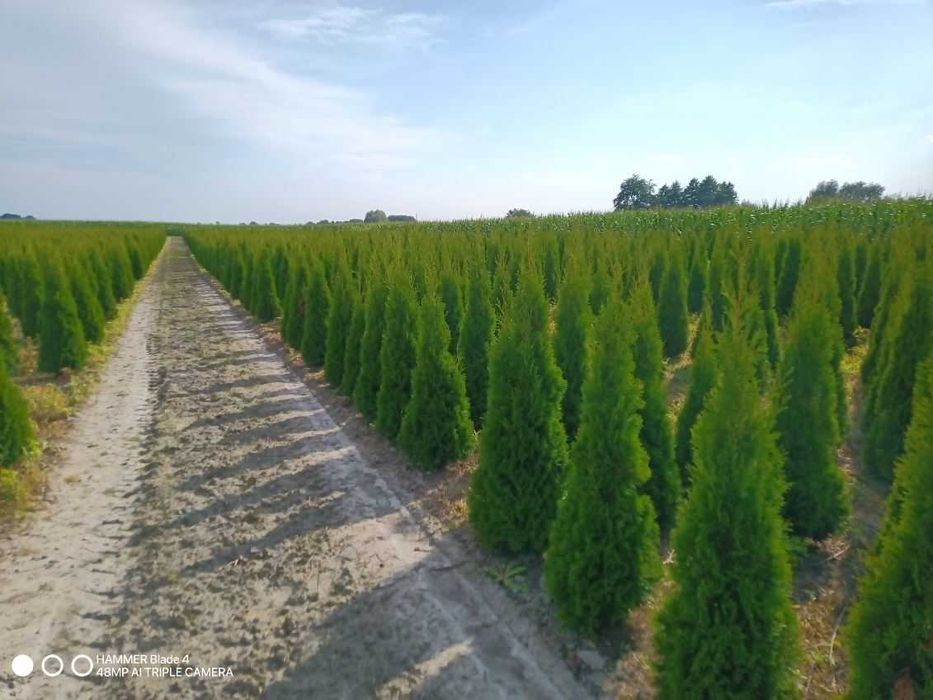 Tuje Szmaragd Świerczynek