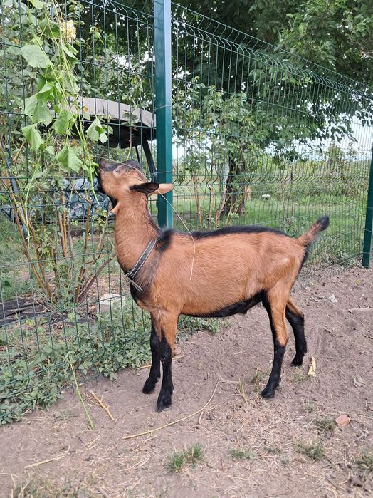 Цап (козел) 100% альпійської породи французької селекції, спокійний