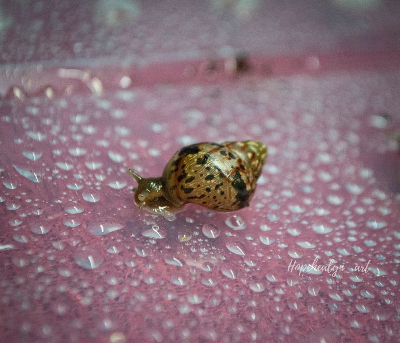 Achatina tincta tincta congo