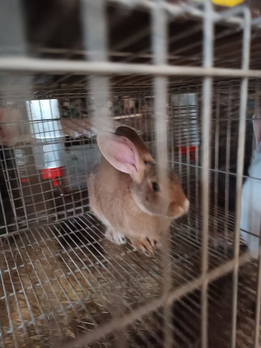 Casal coelhos castanhos