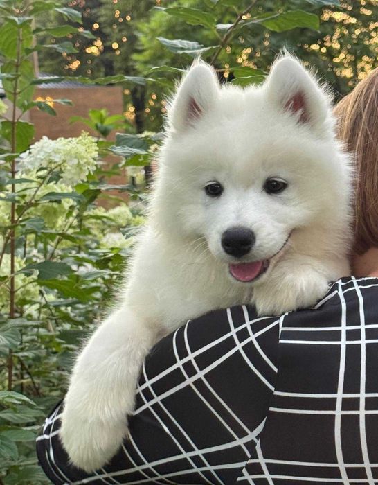 Samoyed Szczeniak Suczka ZKwP