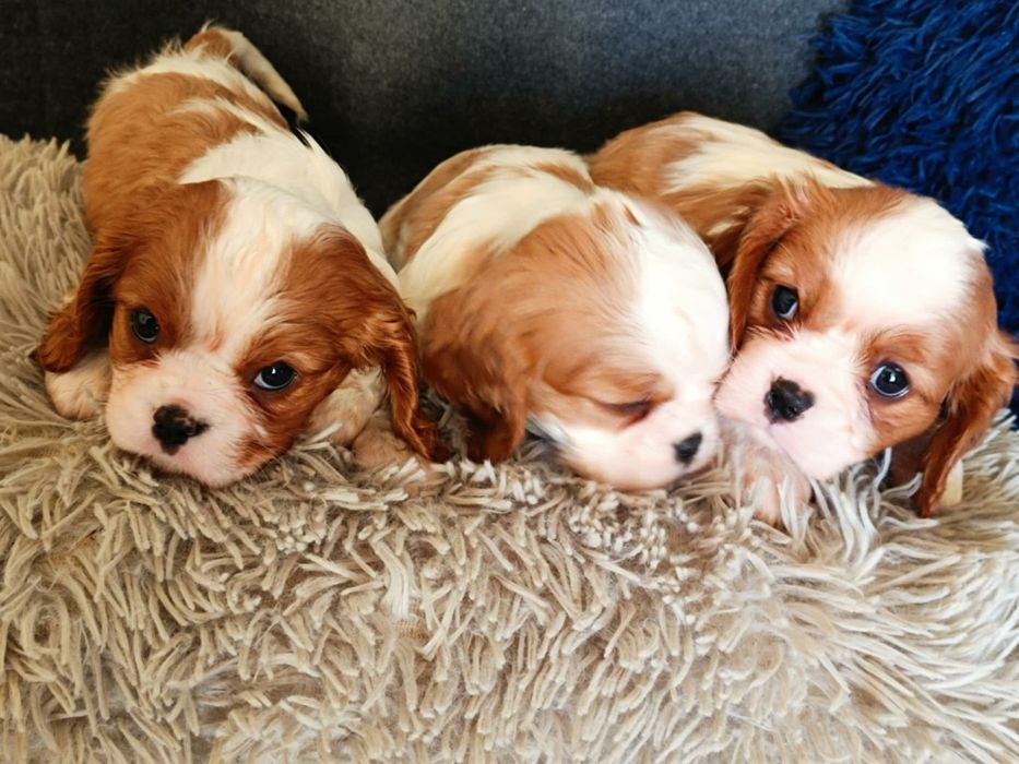 Cavalier King Charles Spaniel Blenheim (Suczka)