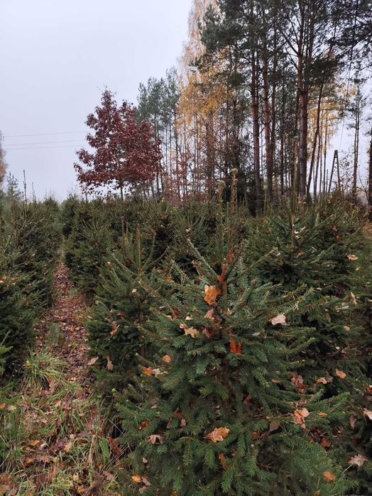 Choinki świerk pospolity - duży wybór