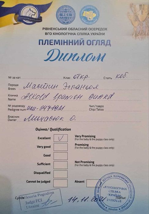 Іспанський мастиф шукає пару