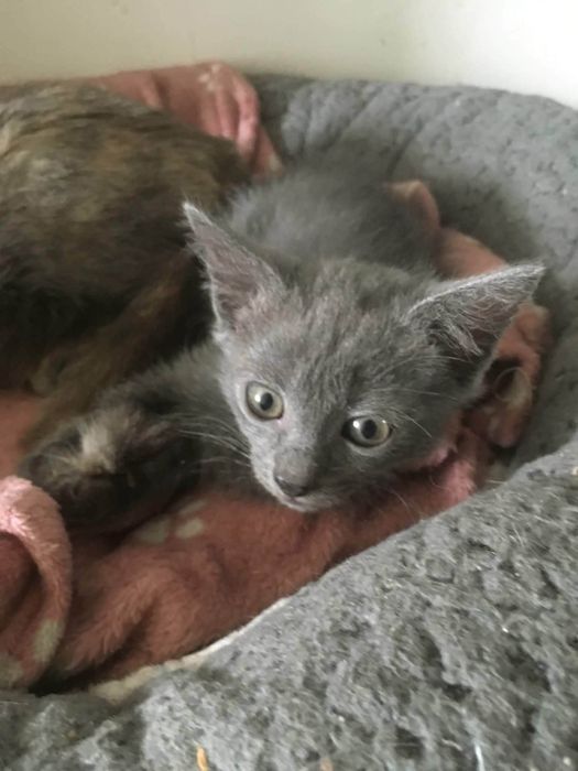Кошенята породи russian blue