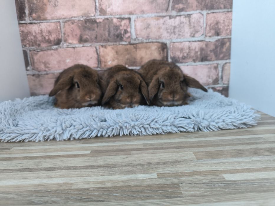 Króliczki karzełki baranki mini króliki