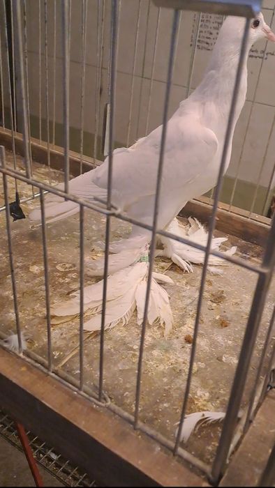 Bocian dolnośląski