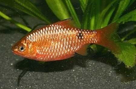 Brzanka różowa - Pethia conchonius - Barbus conchonius - dowóz