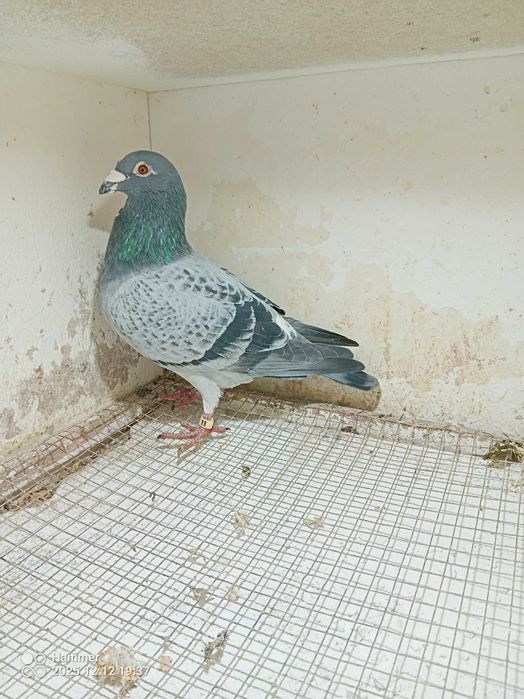 5.Gołębie pocztowe. Samiec Belgia 2020.