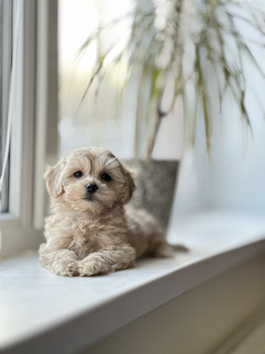 Мальтипу елітні щенки мальтіпу. _) вірний друг та компаньйон.