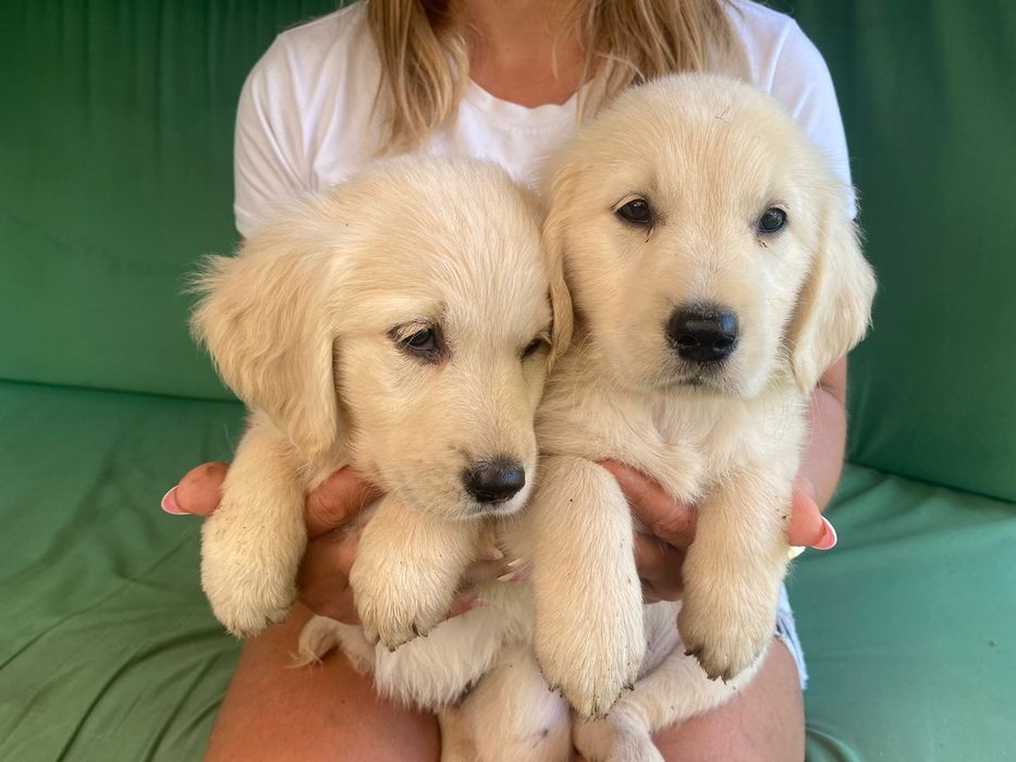 Golden Retriever szczeniak