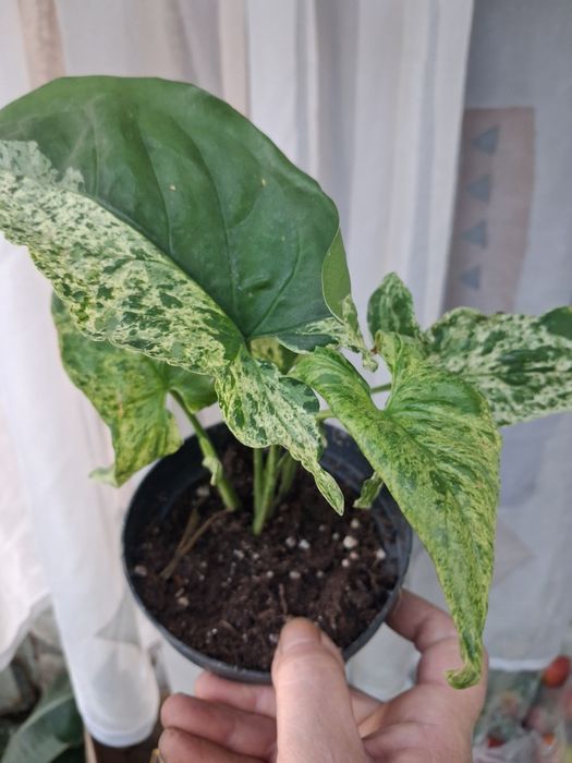 Комнатные адаптированные цветули