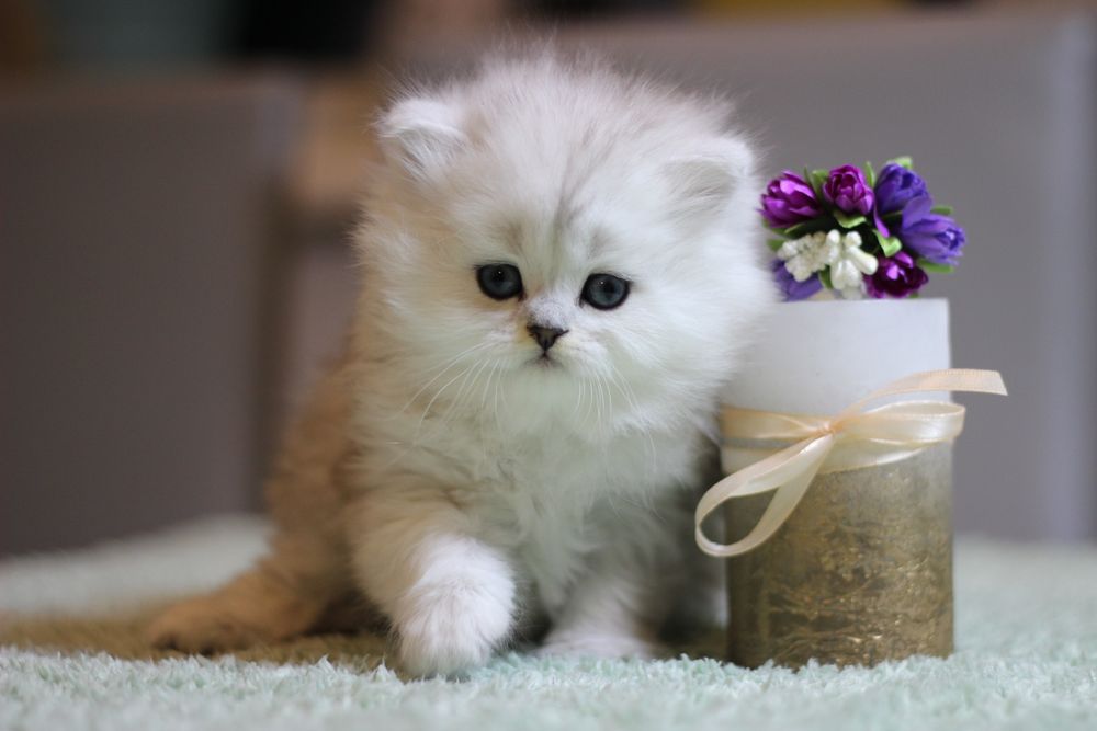 Найкрасивіша шотландка хайленд