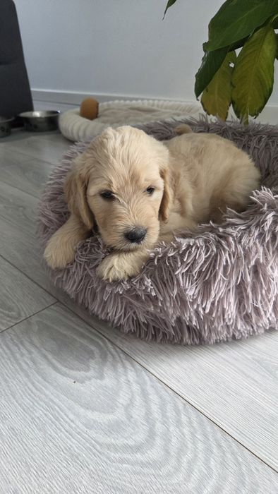 Goldendoodle piękna suczka
