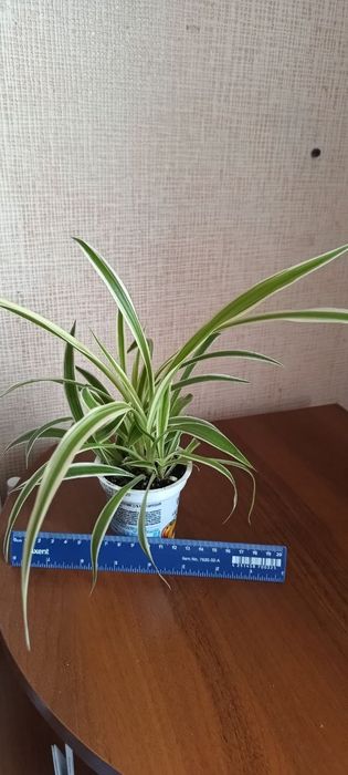 Хлорофітум хлорофитум