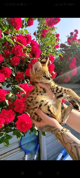 Кошенята савана ф1