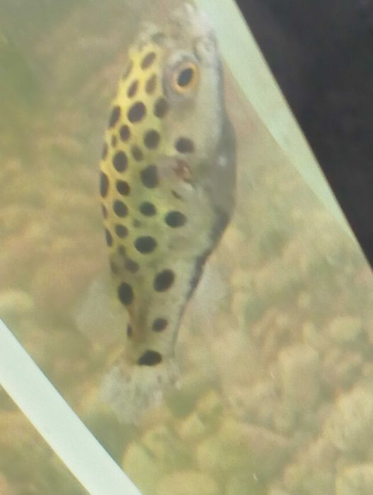 Peixe balão(tetraodon nigroviridis)