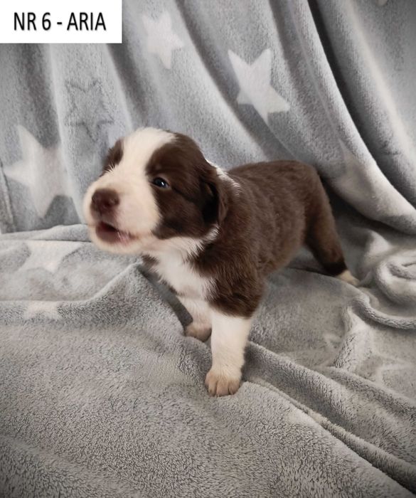 Zarezerwowana/ Piękna suczka Borde Collie - Brązowo - Biała- ARIA